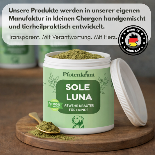 Wie stärke ich das Immunsystem meines Hundes?