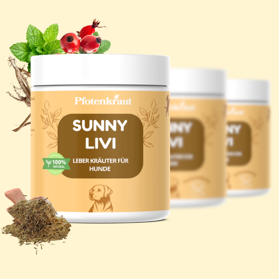 Allergie beim Hund hilfe
