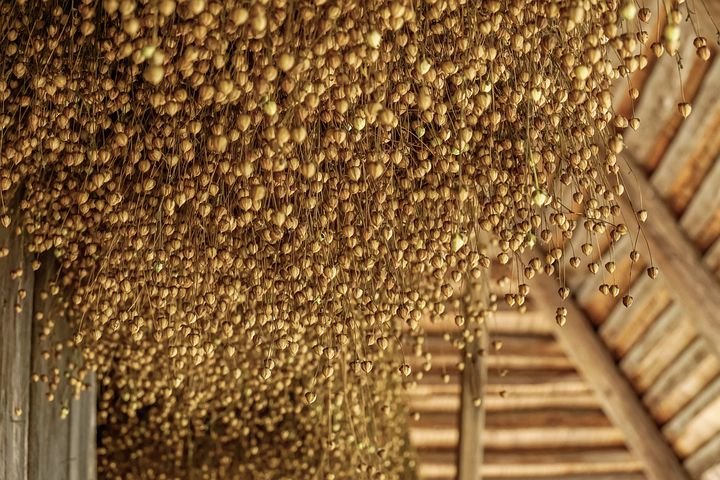 Leinöl für Hunde kaltgepresst