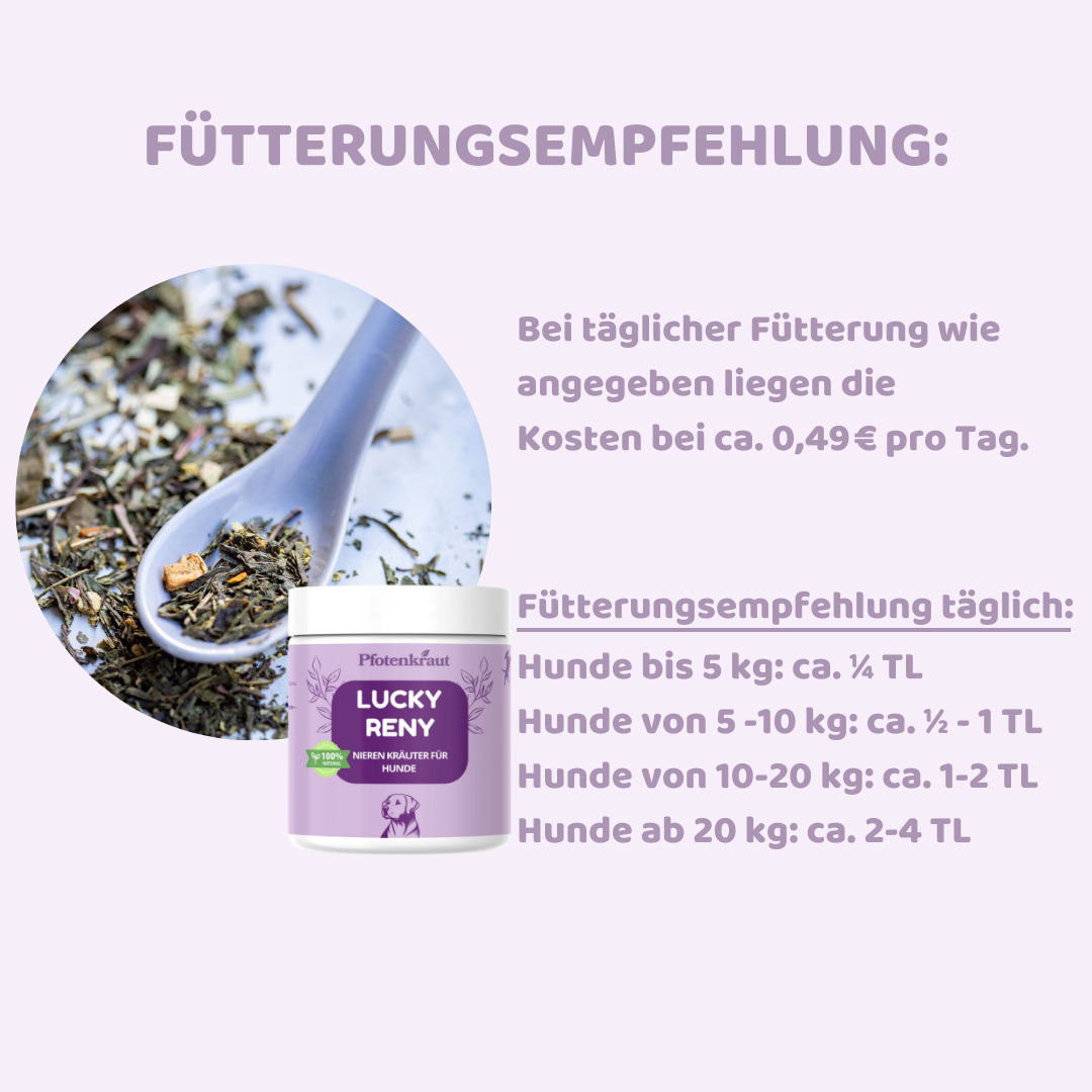Nierenkräuter günstig für hunde