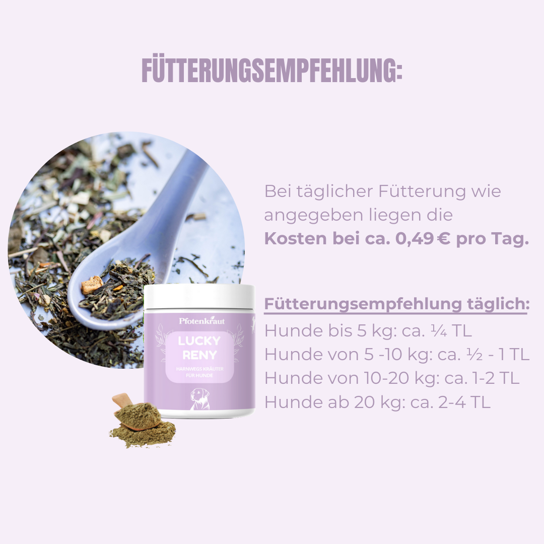 Pfotenkraut Nieren Kraeuter Anwendung