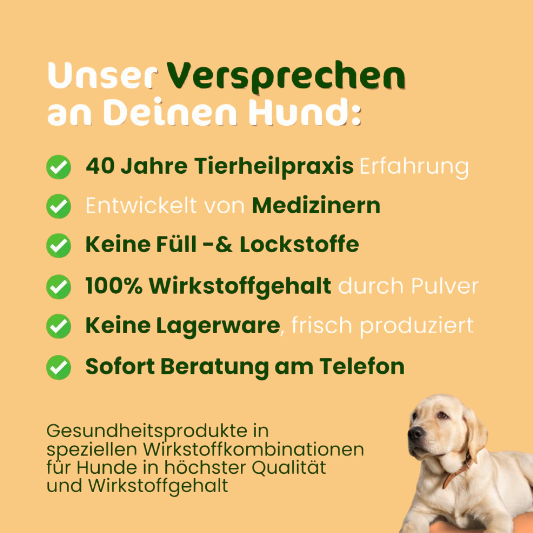 Leber entgiftung beim Hund