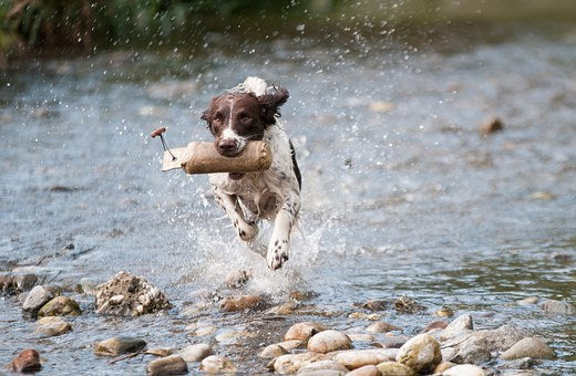 Welches Mittel für Hunde bei Gelenkproblemen?