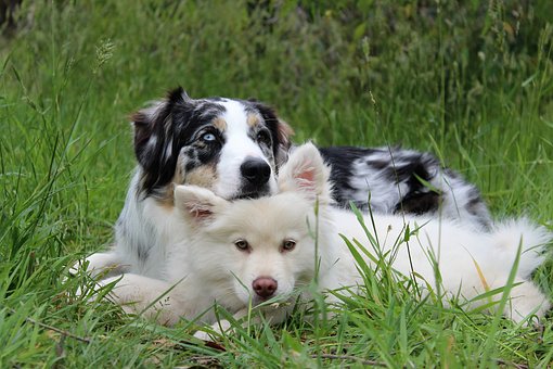Darmsanierung beim Hund – Wie geht das? Dein Guide für einen gesunden Hundedarm