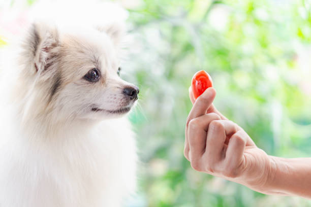 Wie viele Tomaten dürfen Hunde essen? –