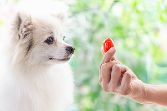 Wie viele Tomaten dürfen Hunde essen? –