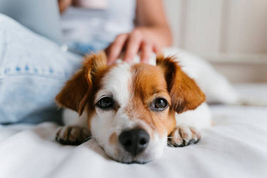 So erkennst du ein Lipom bei deinem Hund