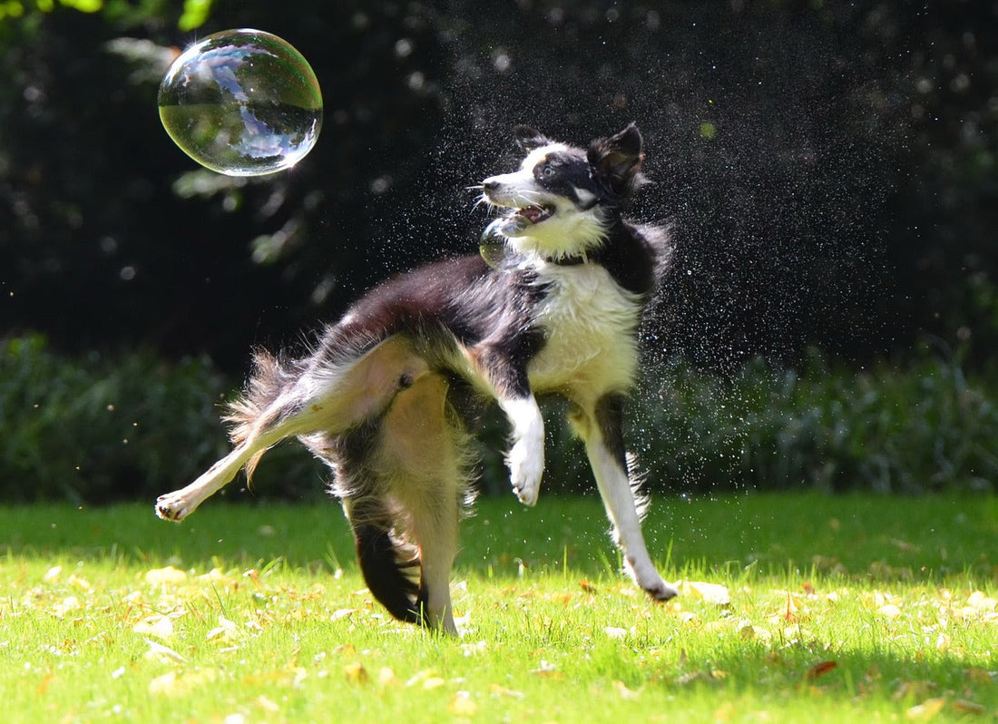 Welches Mittel hilft deinem Hund bei Gelenkproblemen?