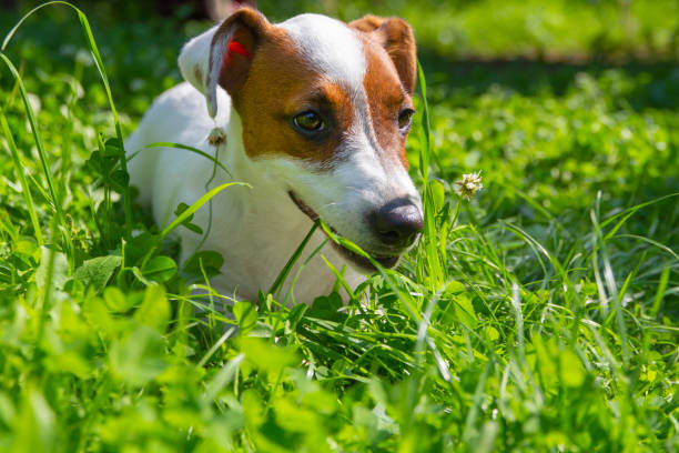 Warum frisst mein Hund Gras? Was es bedeutet und was du tun kannst  Hunde und Gras 