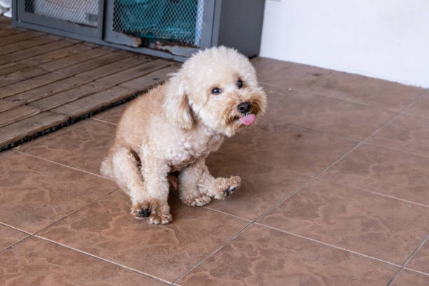 Was ist der Grund für Popo rutschen beim Hund
