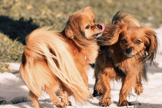 Fettknoten Lipom beim Hund Behandlung und Hausmittel