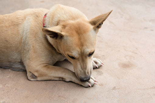 Pfoten lecken beim Hund durch Darmerkrankungen - Ursachen, Symptome, Behandlung 