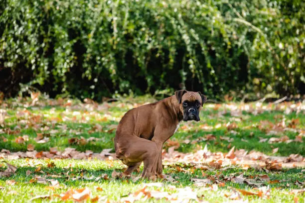 Hund sitzt auf Wiese und macht Kot mit Schleim