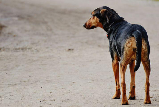 Spondylose Hund Ursachen und Behandlung