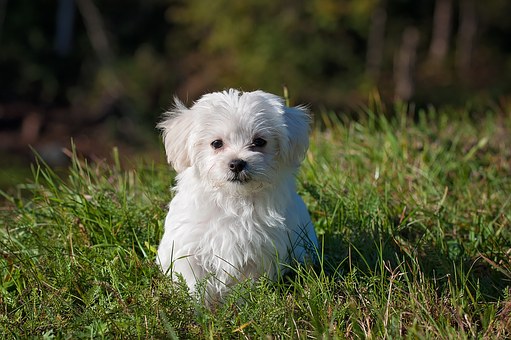 Hund auf einer Kräuterwiese, umgeben von Pflanzen, die traditionell zur Unterstützung des Verdauungswohlbefindens genutzt werden