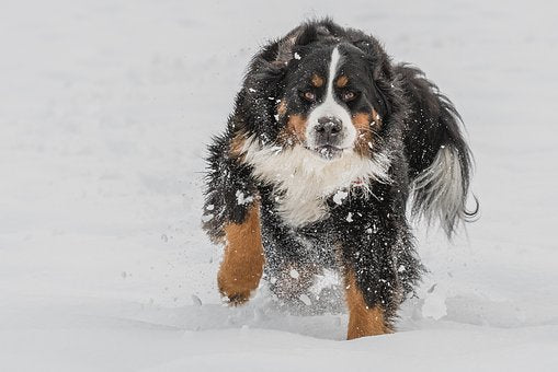 Berner Sennenhund rennt im Schnee wie Pflege ich ihn im Winter