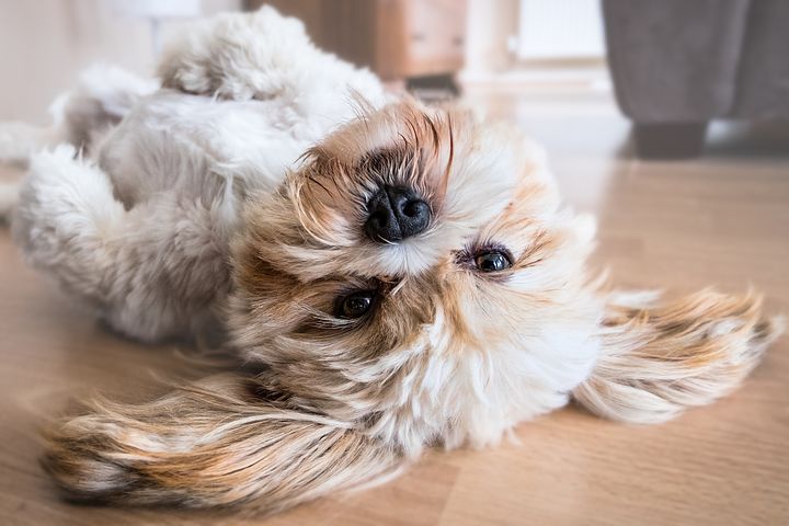 Wie erkennst du, dass dein Hund Würmer hat?