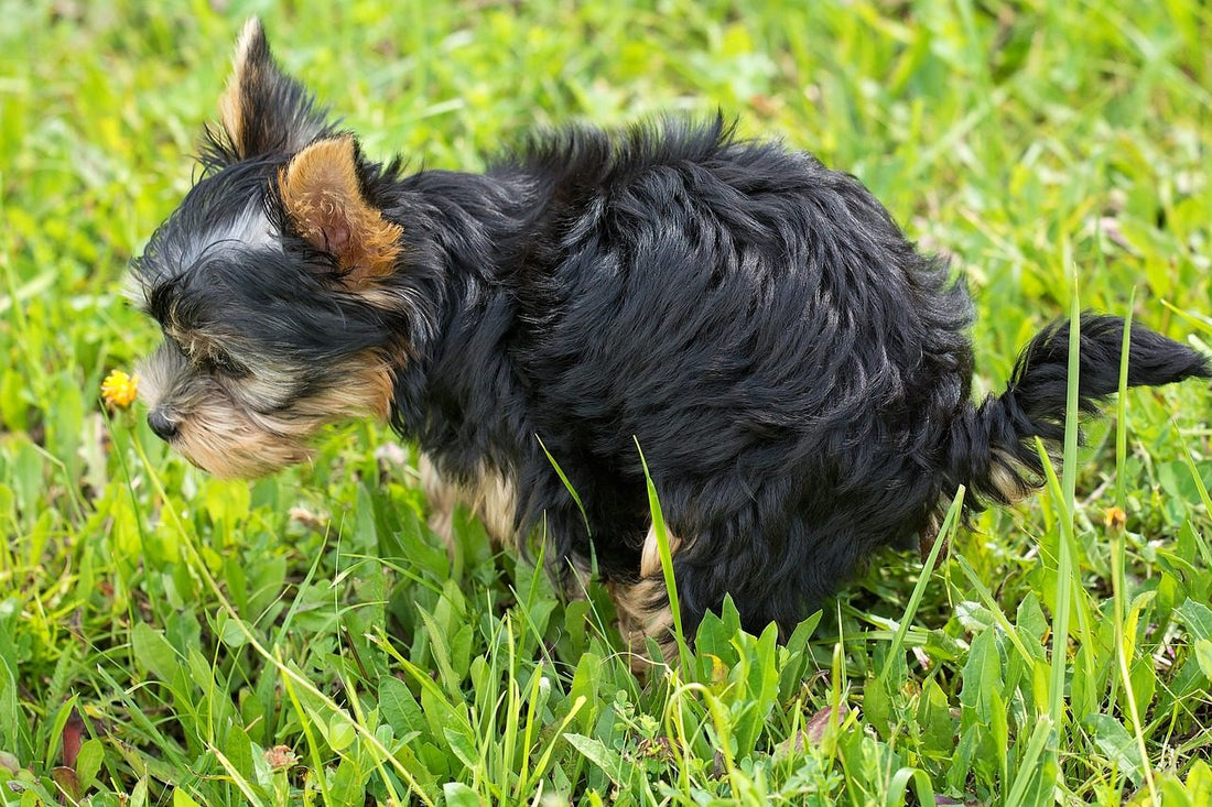 Warum hat mein Hund Durchfall Ursachen und Behandlung