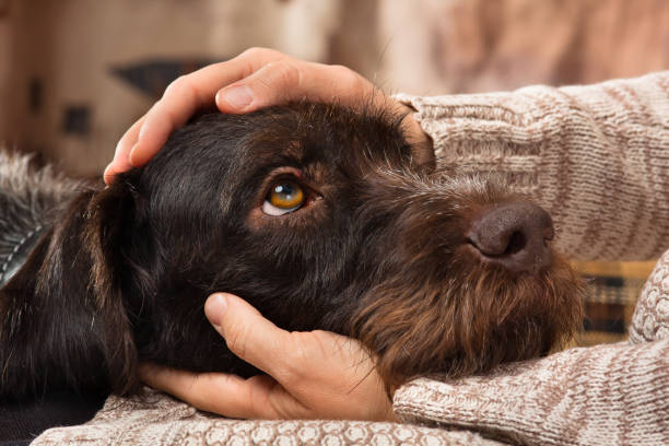 Warum hat mein Hund erhöhte Leberwerte über 1000