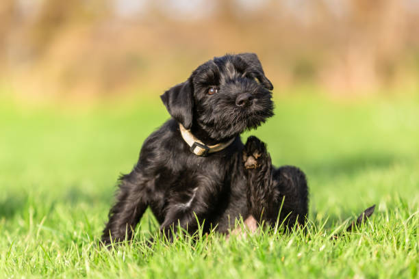 Dein Hund kratzt sich ständig - Aber warum tut er das ?