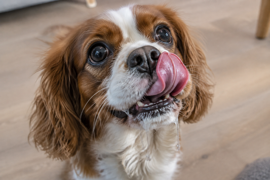 Hund sabbert weil er Sodbrennen hat