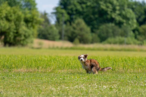 Wenn der Hund nicht „kann“: Verstopfung beim Hund