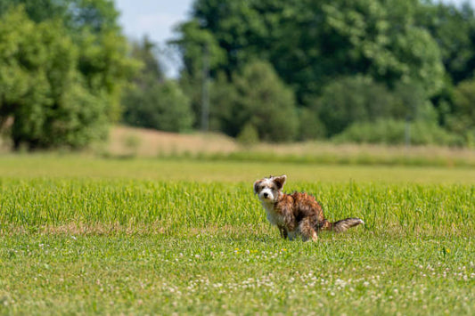 hund auf der wiese und kann nicht koten er hat verstopfung