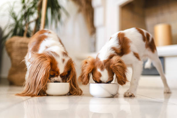 Welches Futter für Hunde