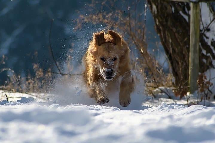 Wie pflege ich meinen Hund im Winter? Hund rennt im Schnee