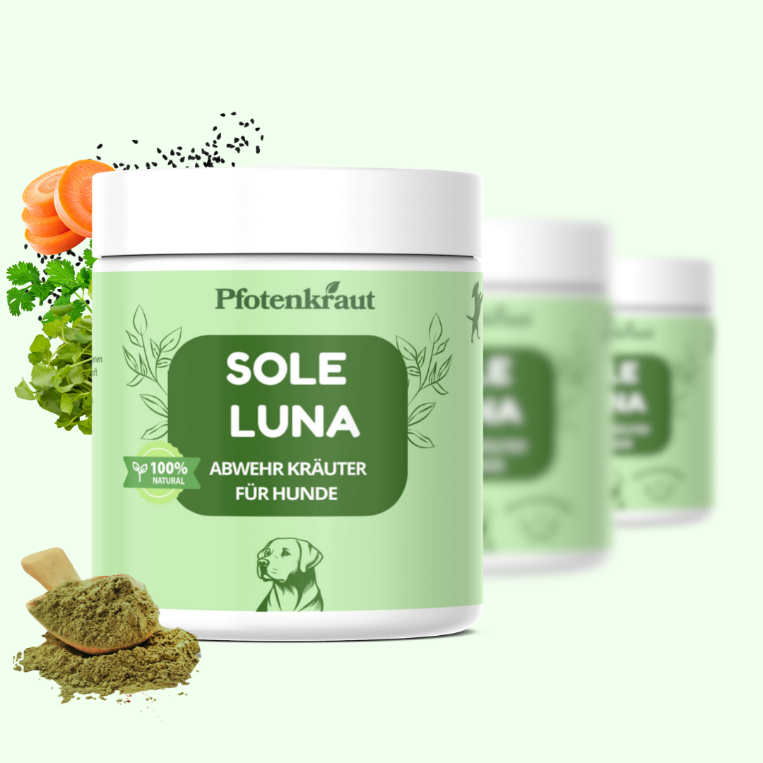 Immunsystem Hund natürlich stärken