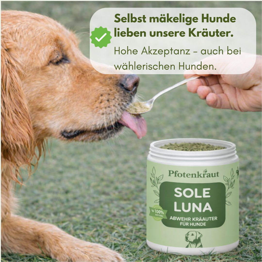 immunsystem hund stärken hausmittel