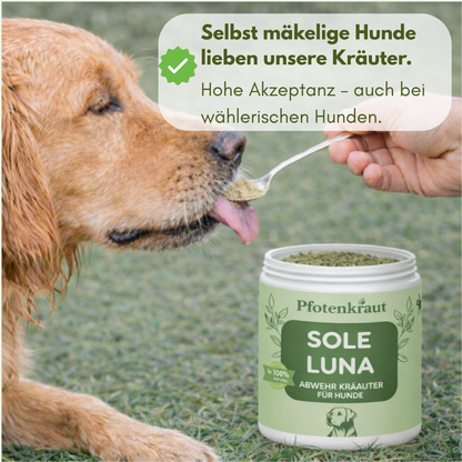 immunsystem hund stärken hausmittel