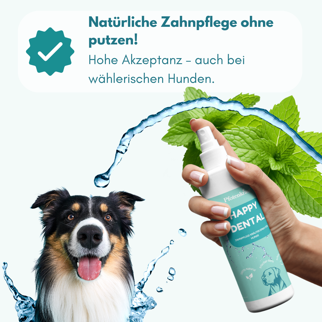hunde zahnpflege
