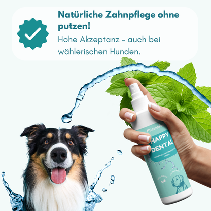 hunde zahnpflege
