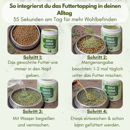 hund abwehrkräfte stärken