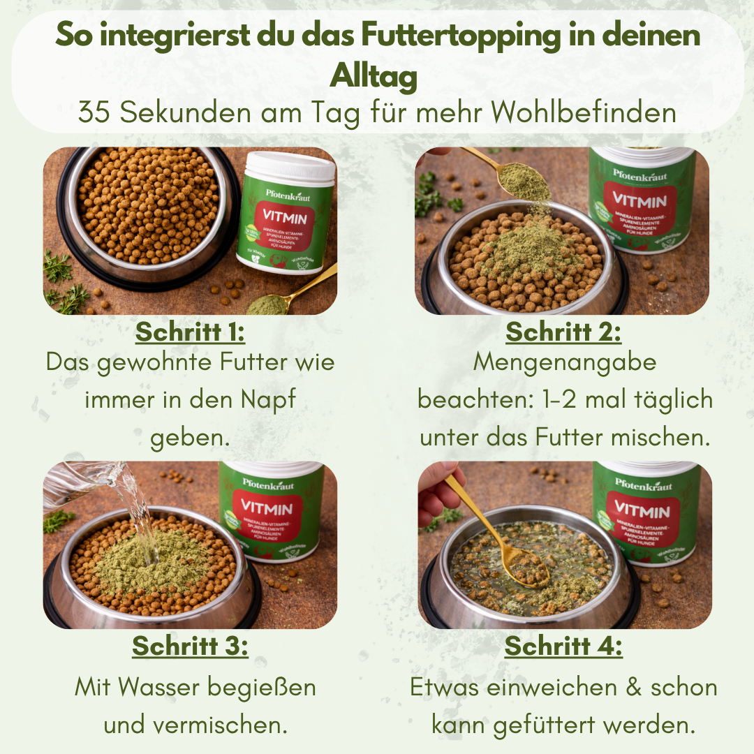 immunsystem stärken bei hunden
