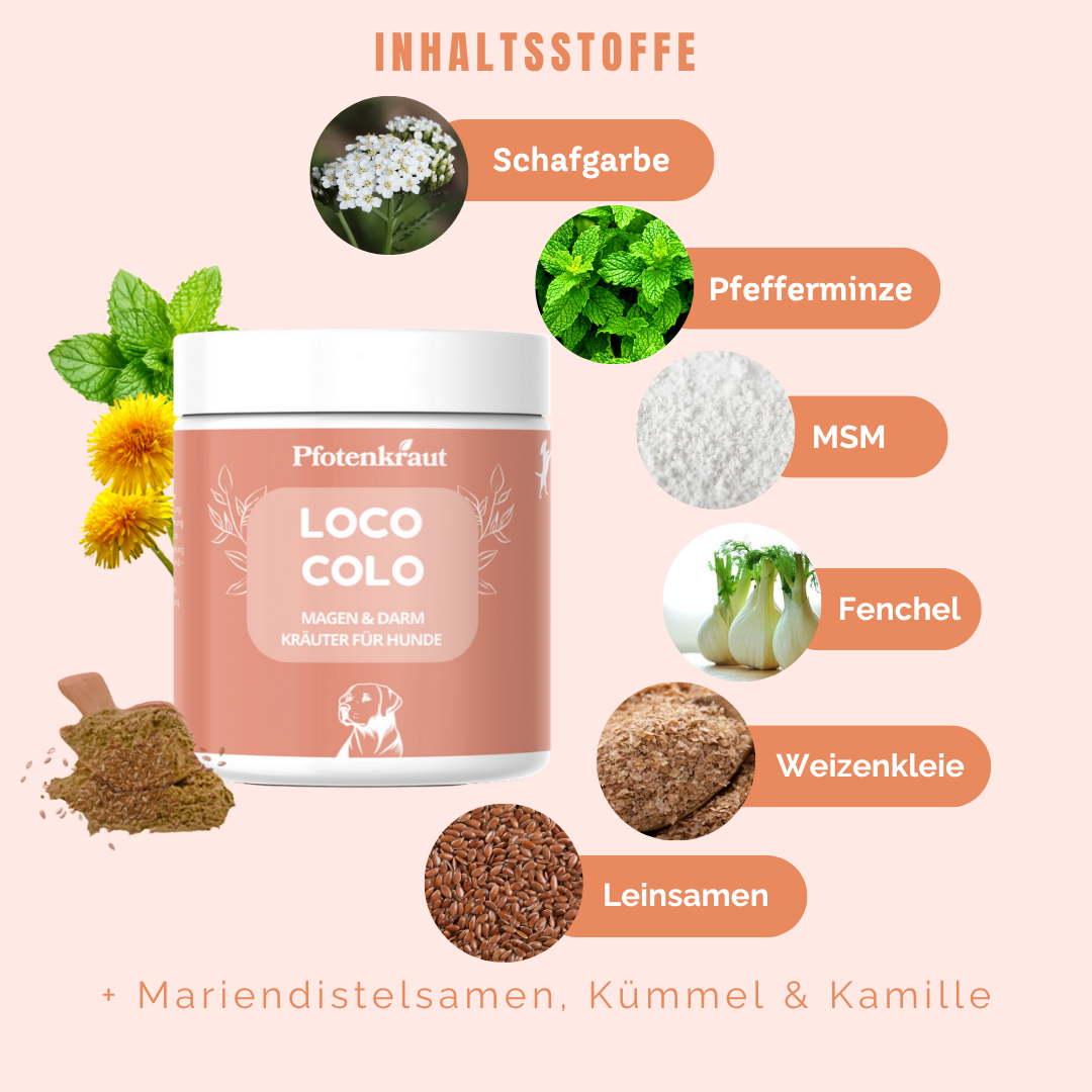 Was hilft bei leichtem Durchfall beim Hund?