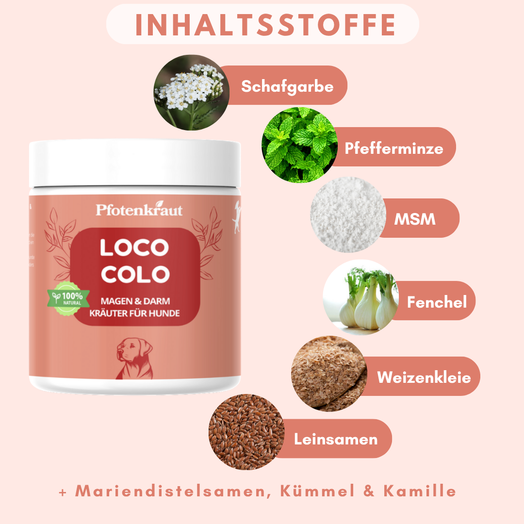 Darm Kräuter für HUnde