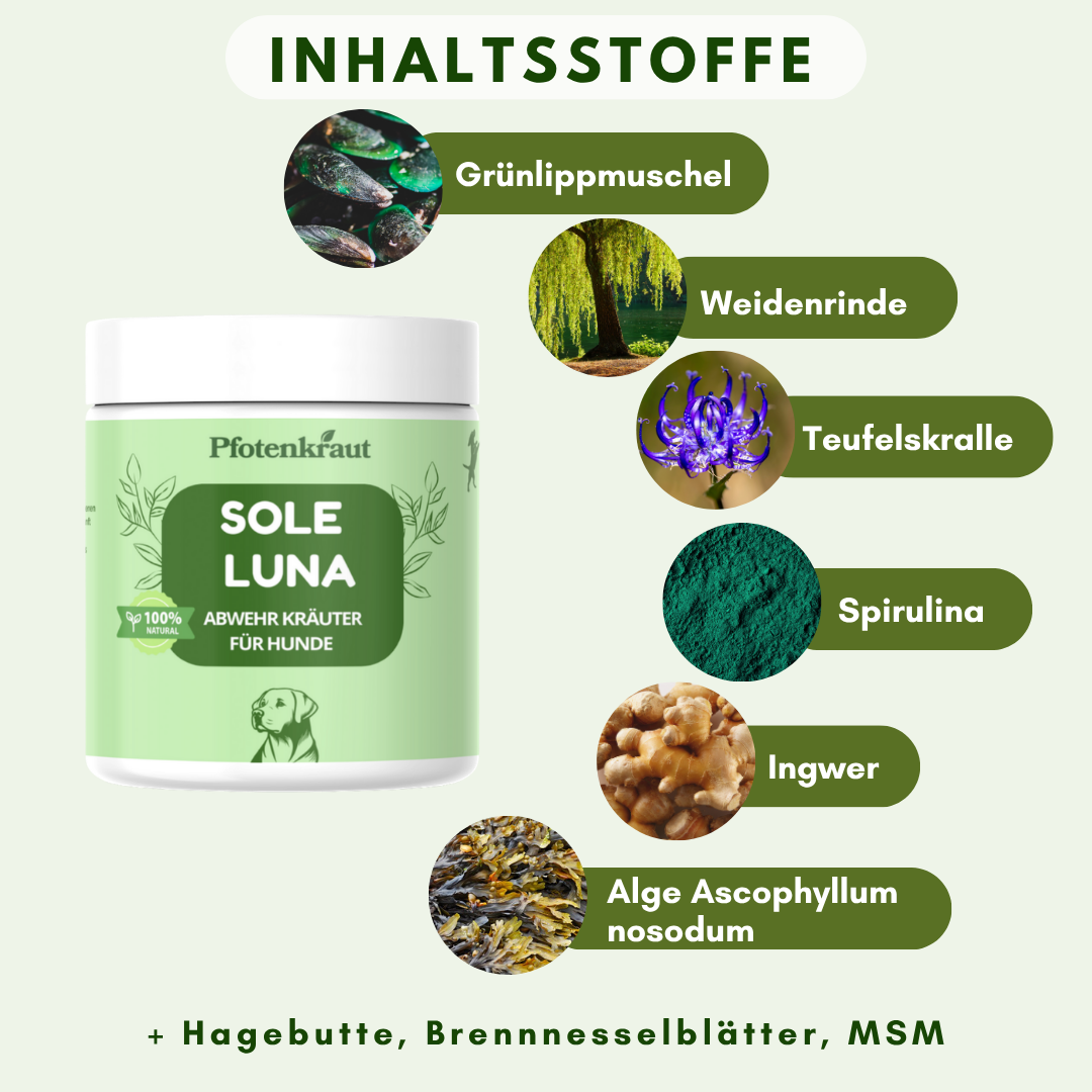 immunsystem hund unterstützen