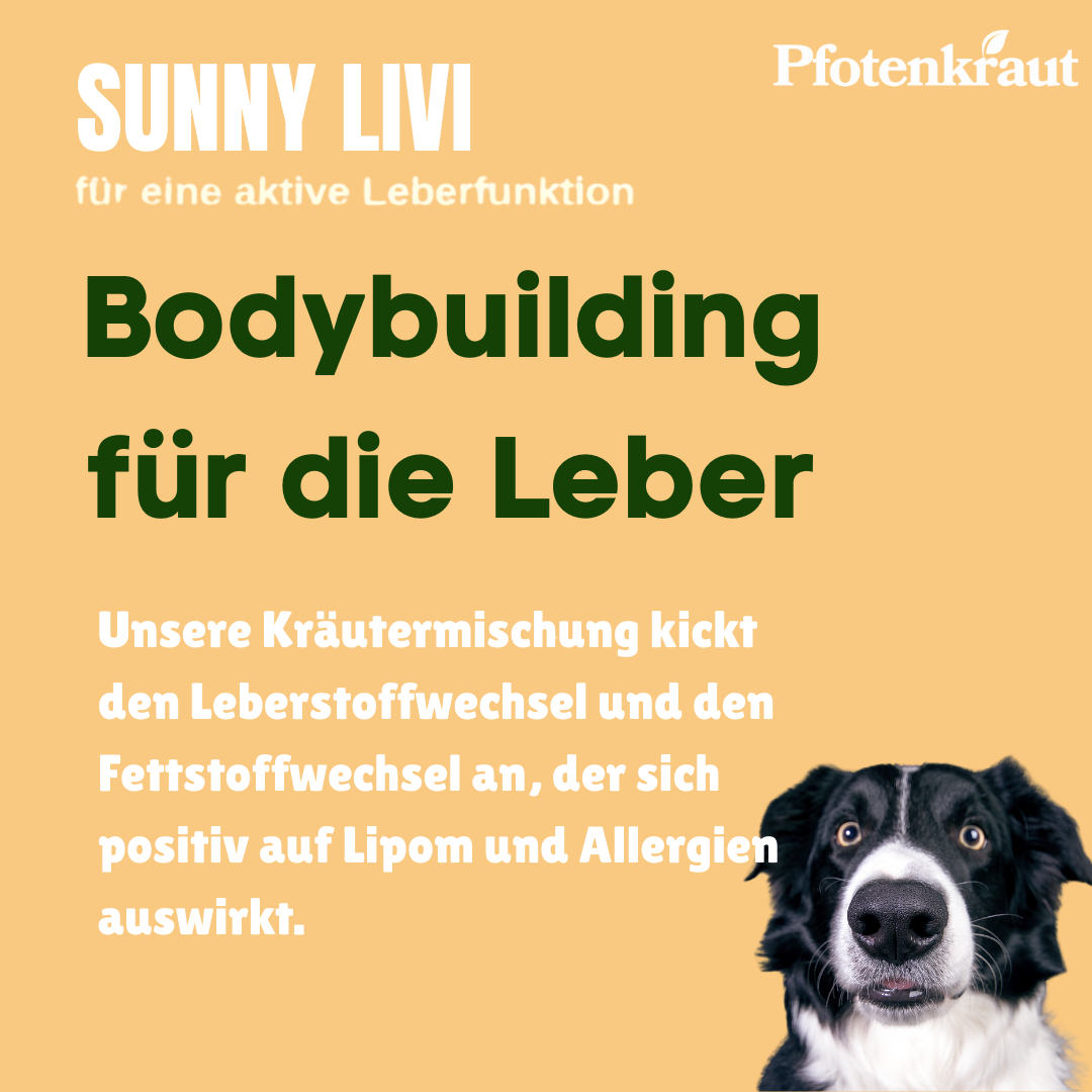 Lipom Hund was hilft