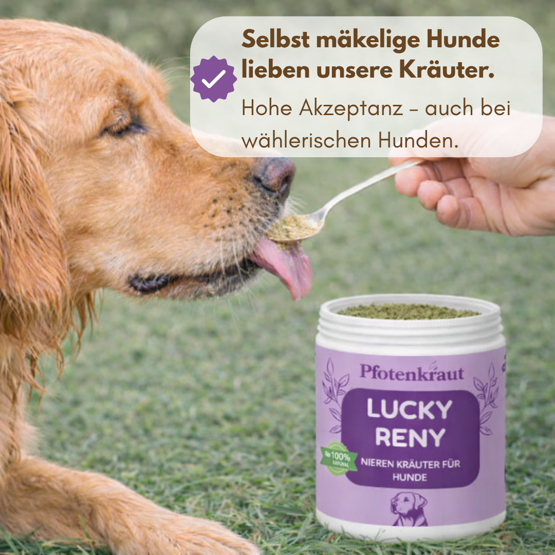 Futtertopping Hund Niere