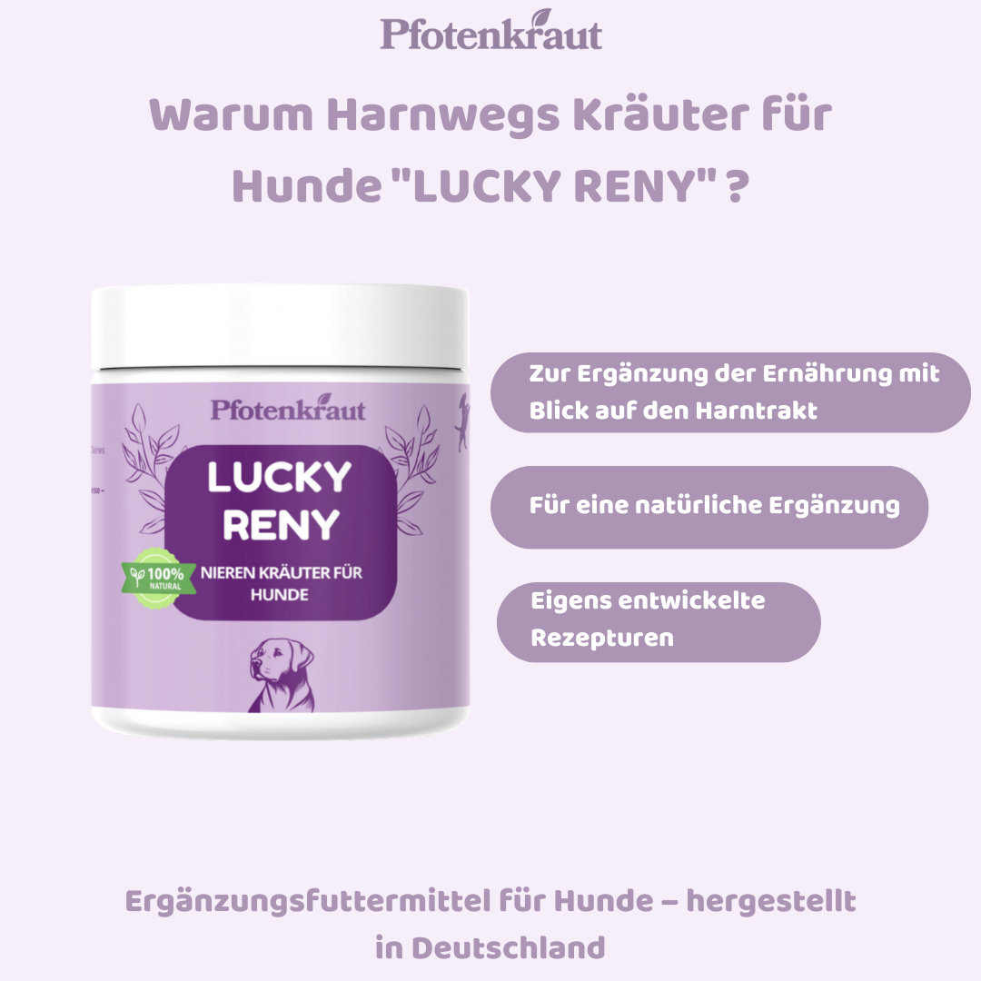 Nierenkräuter für Hunde