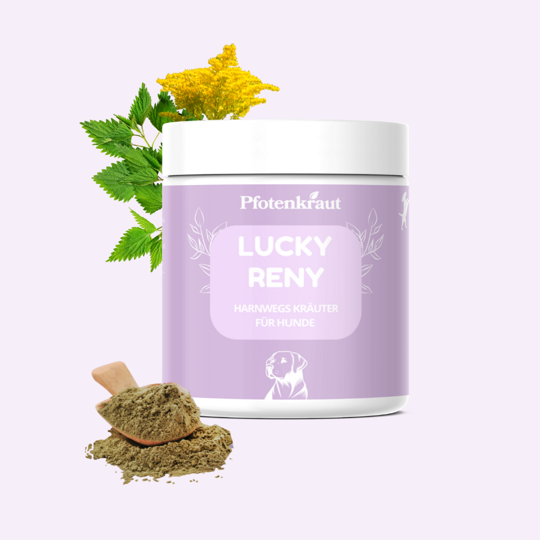 nieren hund harnwegsproblem