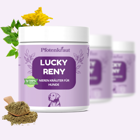 nieren hund harnwegsproblem