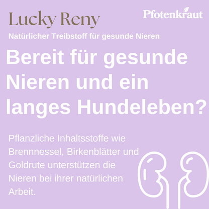 Nierenschwäche Hund Hausmittel