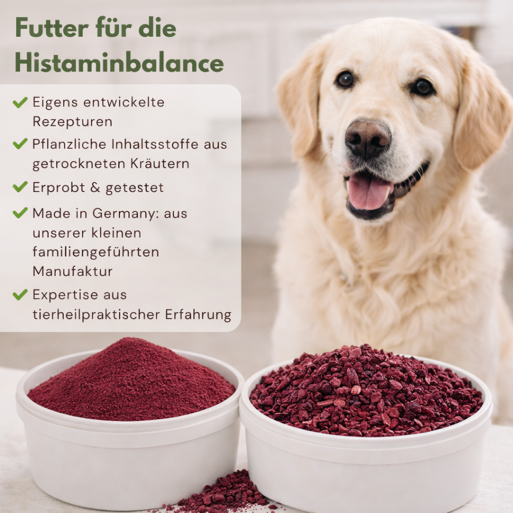 Rote bete Hund bestellen 