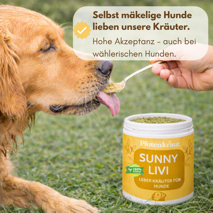 Fettknubbel Hund