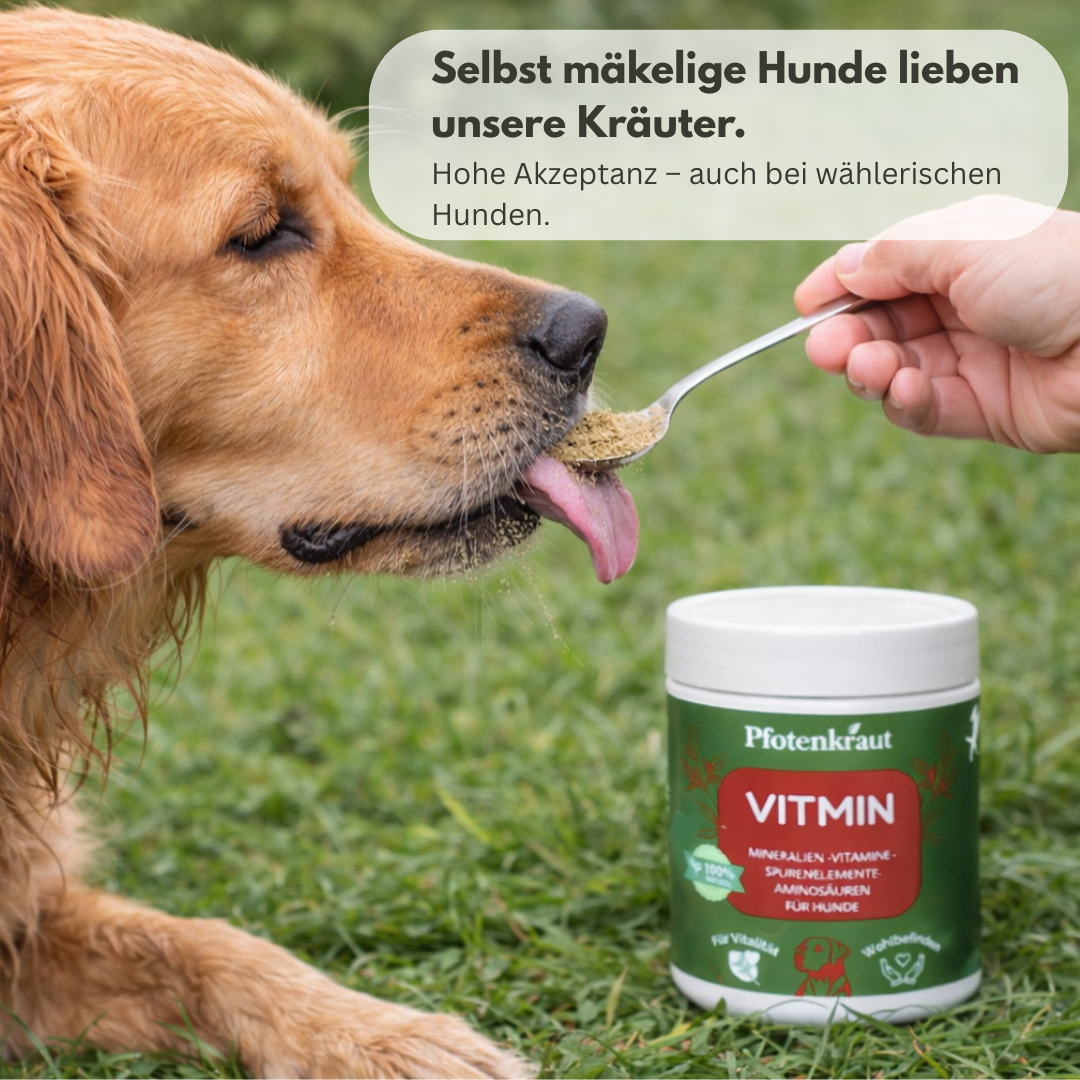 Kräuter für Hunde Vitamine und Mineralien
