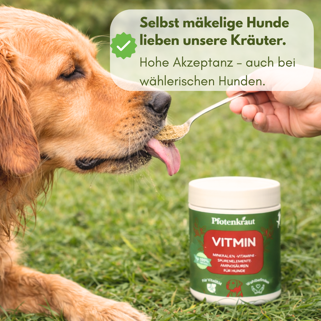 hund immunsystem stärken
