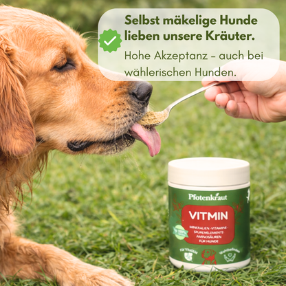 hund immunsystem stärken
